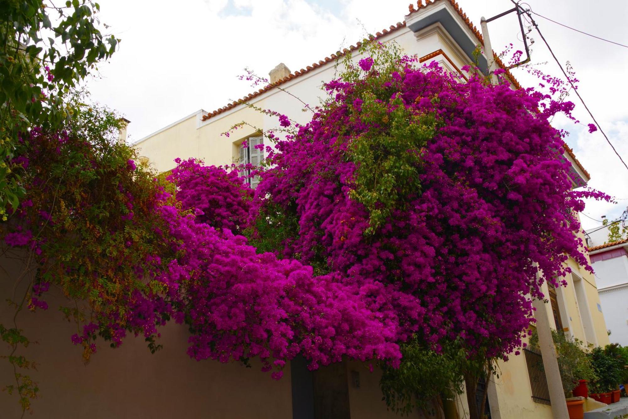 Absolute Athens Acropolis View Aparthotel Exterior foto